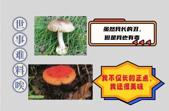 7-14【食品安全】你真的会辨别野生蘑菇吗？别迷之自信！不要乱采，更别乱吃！_1