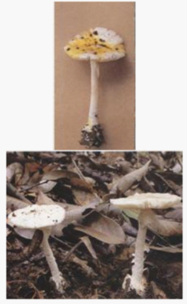 7-14【食品安全】你真的会辨别野生蘑菇吗？别迷之自信！不要乱采，更别乱吃！_4