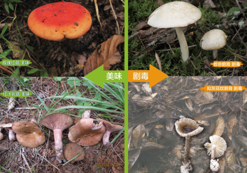 7-14【食品安全】你真的会辨别野生蘑菇吗？别迷之自信！不要乱采，更别乱吃！_6